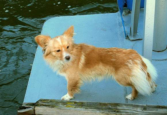 Marynarze wyłowili z Odry psa