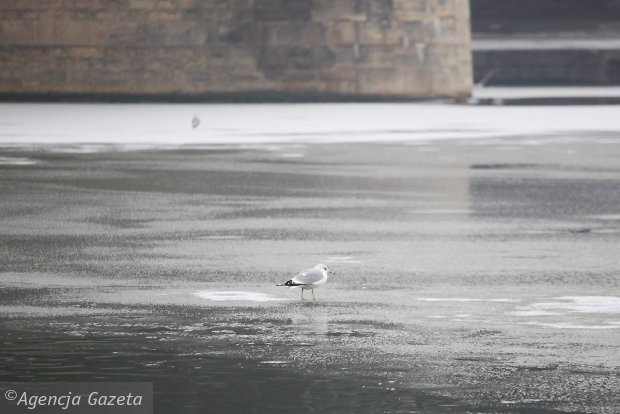 Wypadł za burtę barki... Utonął